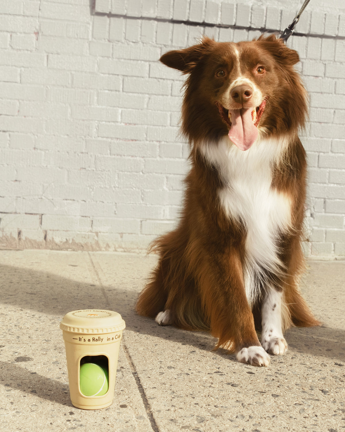 MARCH&RALLY Living DOG TOY TENNIS BALL AND BOBA CHEW CUP